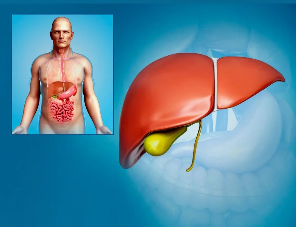 os efeitos da ausência da vesícula biliar sobre o intestino delgado, especialmente na motilidade e no risco de disbiose.